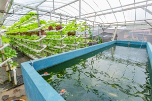 Aquaponics garden with plants and fish