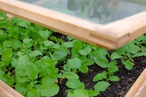 Cold frame for garden with plants inside