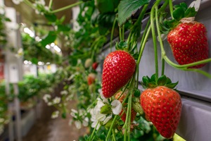 Strawberries growing in vertical farm
