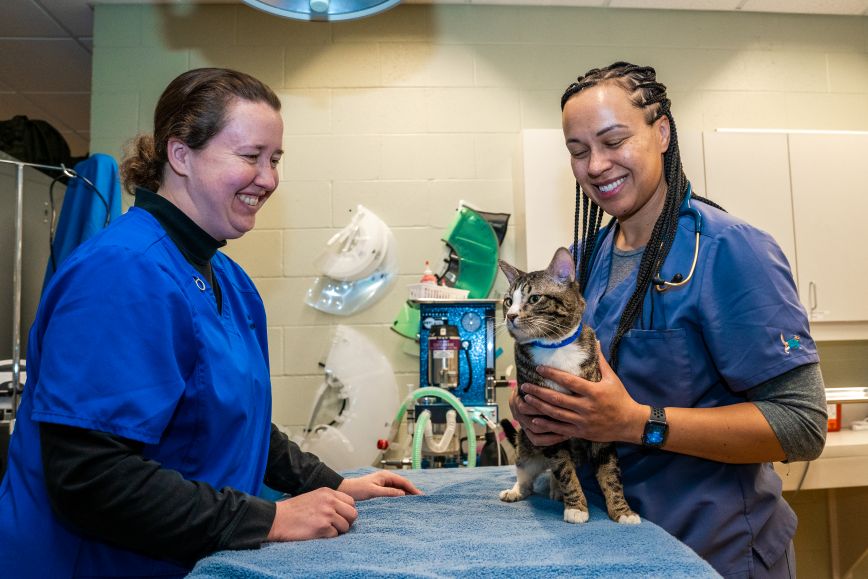 Two smiling veterinarians with a cat
