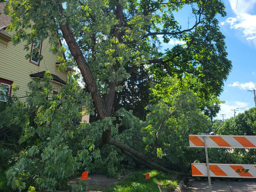 Tree crossing sidewalk in South Minneapolis