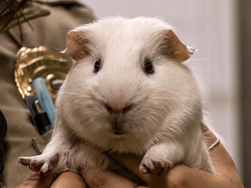 Guinea pig