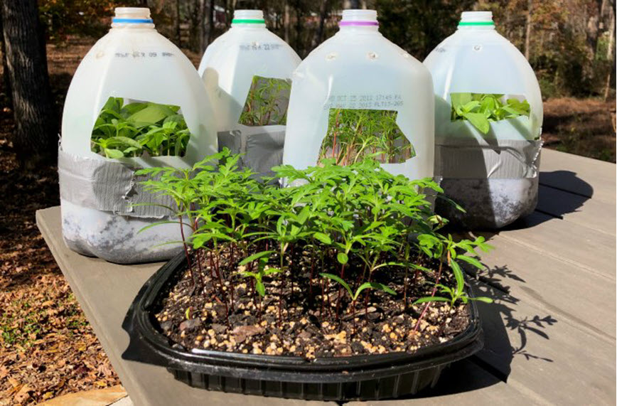 milk jugs and plastic to-go container being reused to start seedlings