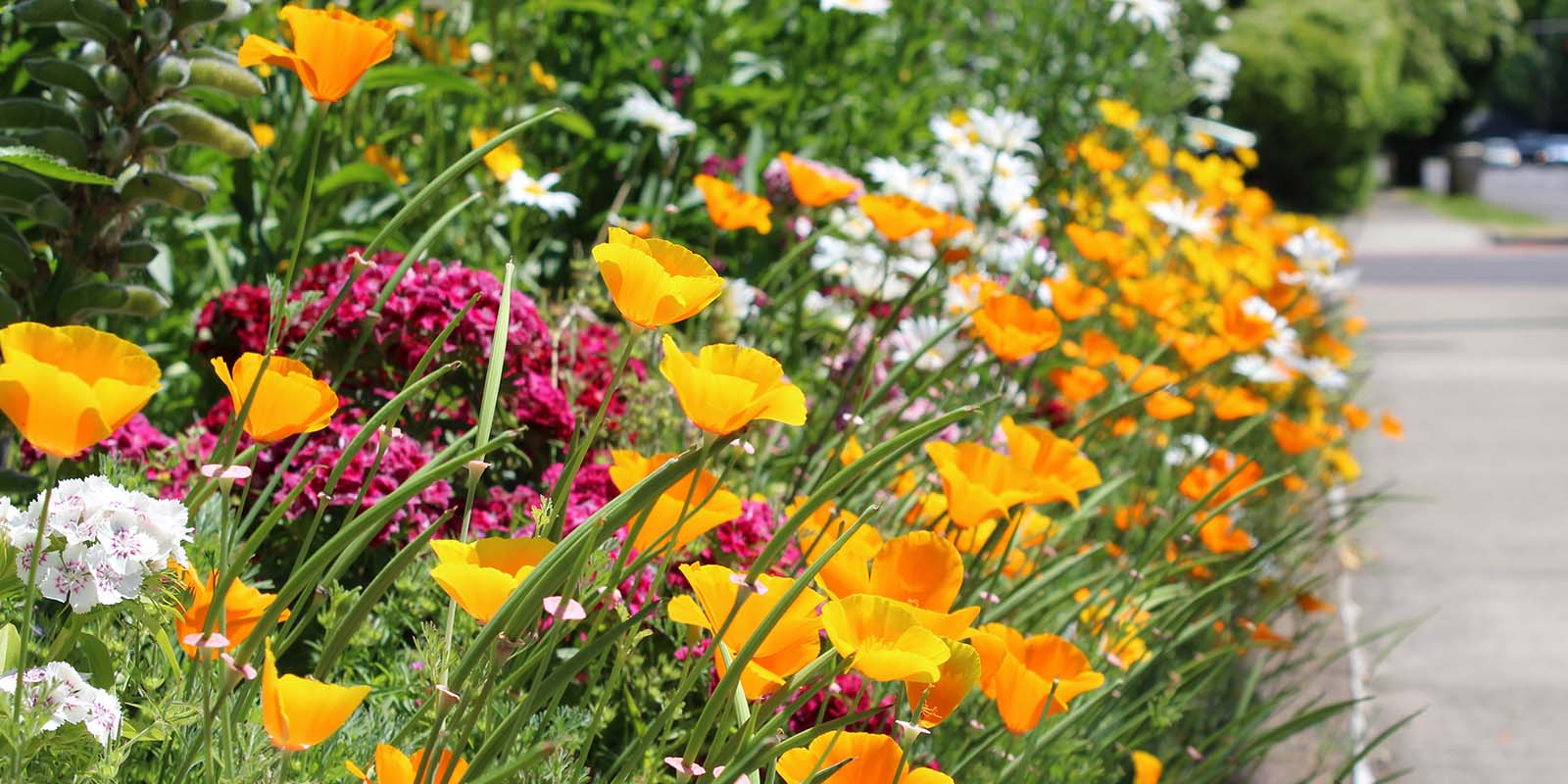 Start a boulevard garden