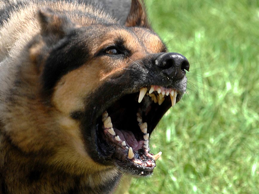Dangerous dog snarling