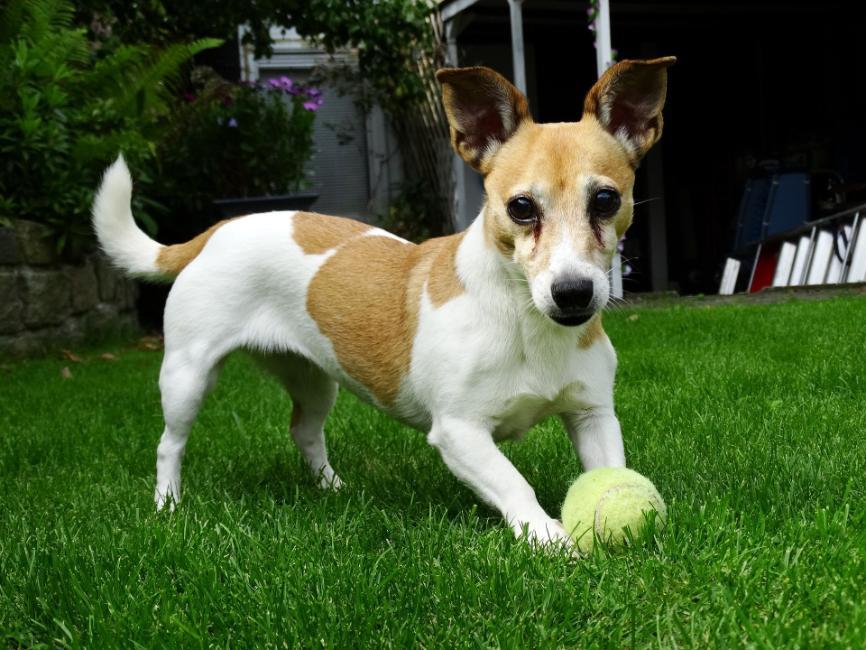 Dog with tennis ball Dog with tennis ball
