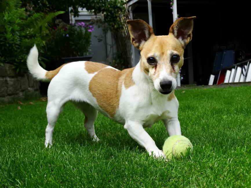 Dog with tennis ball