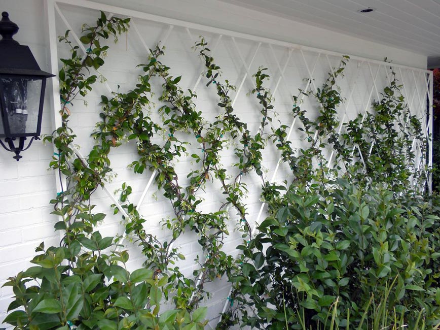 Plant vines on a trellis to protect blank walls