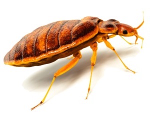 bed bug bed bug