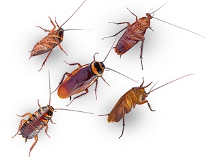 Cockroaches Cockroaches