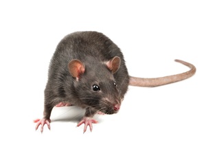 Rat Rat