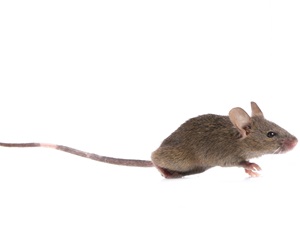 gray mouse gray mouse