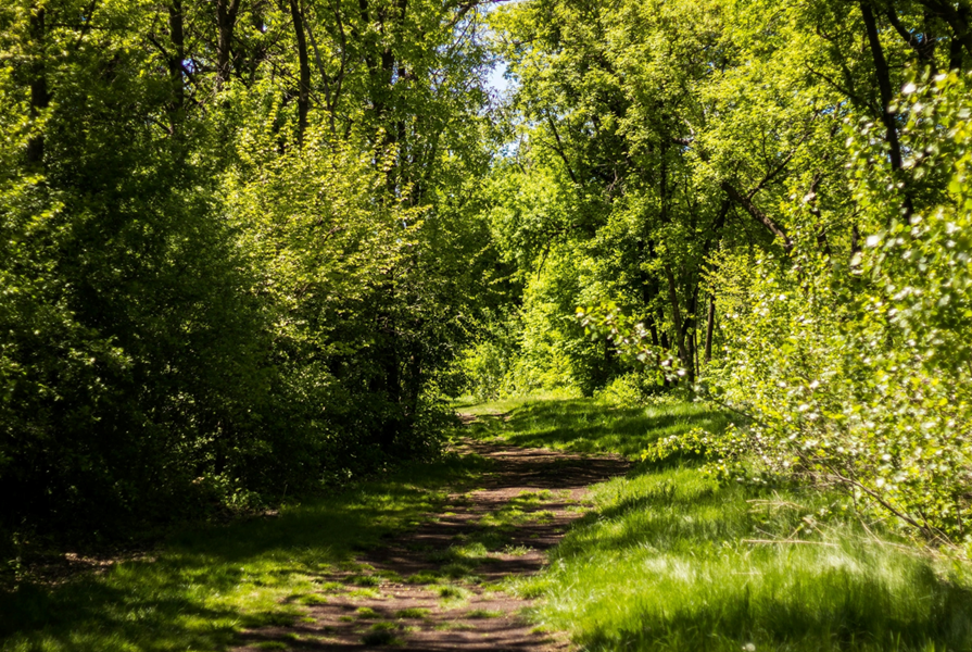 trees near a river and streetlight