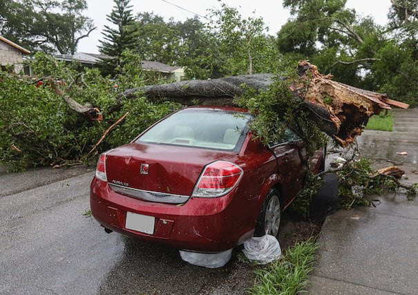 Tree fell on red car